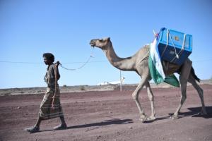 Camels are used to reach remote communities with immunization