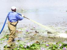 Field worker demonstrating mollusciding in water bodies