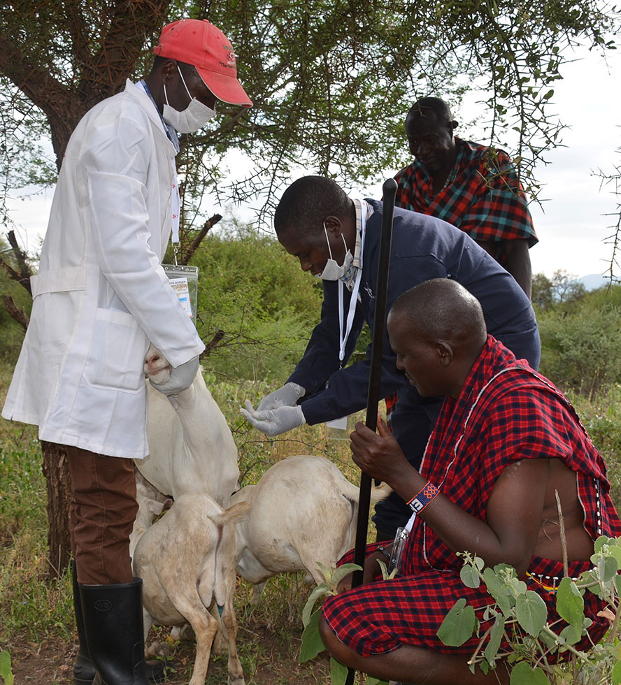 Vet Expert take sample from the sick goats