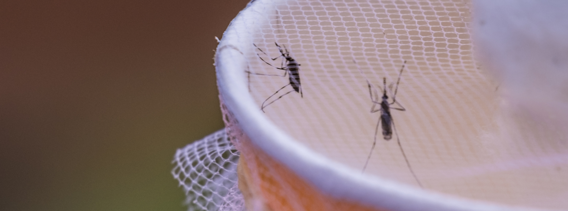 Getting malaria prevention back on track