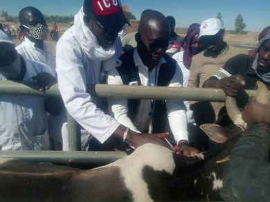 Vaccination bovine avec l’appui technique et financier de l’OMS