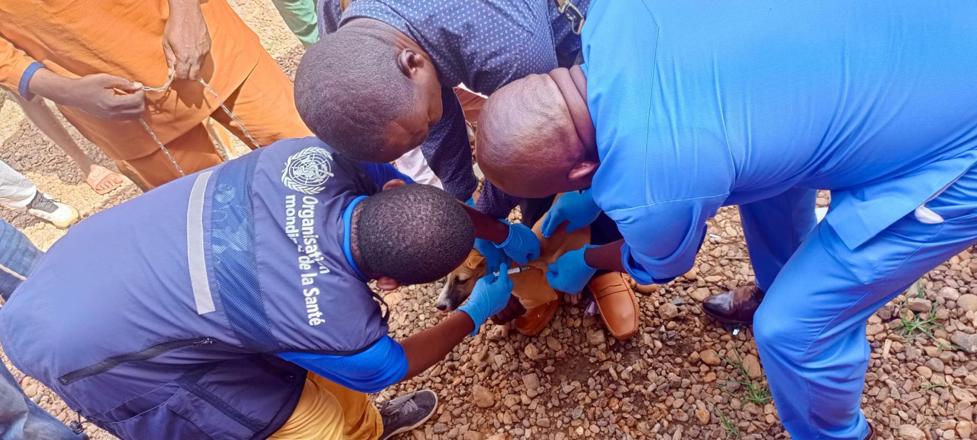 Vaccination des animaux domestiques contre la rage