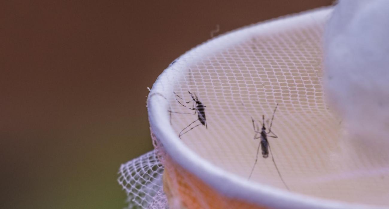 Tackling malaria in Mali through stronger surveillance