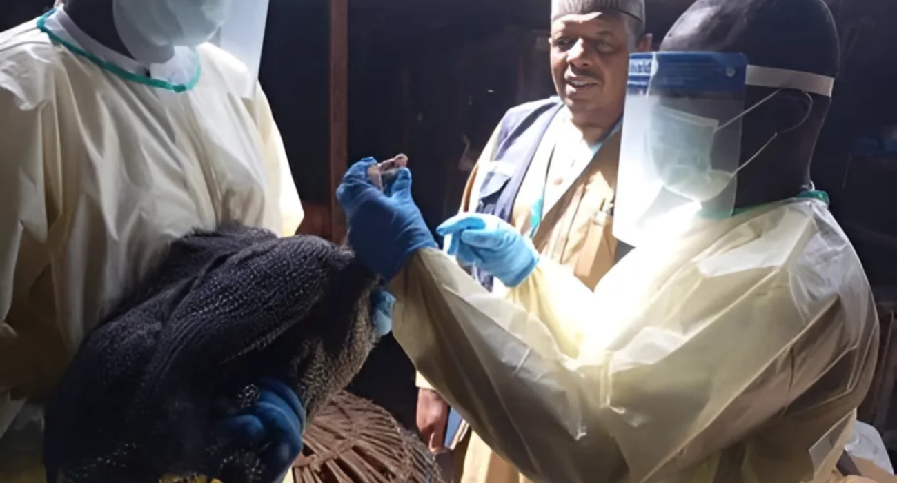 Sample collection from a bird suspected for H5N1 by Kano state and WHO staff under the one health team