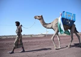 Camels are used to reach remote communities with immunization