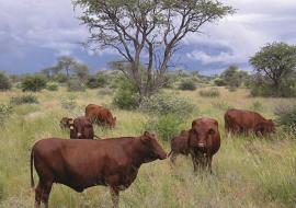 Namibia banned use of hormones and antibiotics for growth promotion in beef industry, 26 years go. Photo: Meat Corporation of Namibia