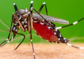 The Chikungunya mosquito. Symptoms of illness include  abrupt onset of fever, accompanied by joint pain, head ache, nausea, fatigue and rash 