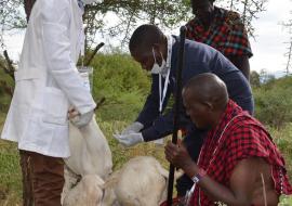 Vet experts take samples from the sick goats as Jackson and his neighbor watch