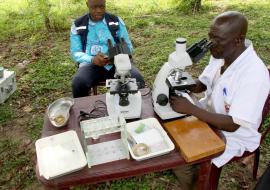 Améliorer le traitement des maladies tropicales négligées