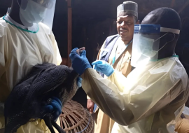 Sample collection from a bird suspected for H5N1 by Kano state and WHO staff under the one health team