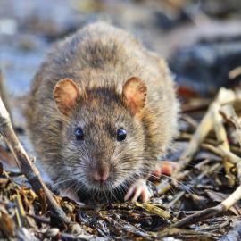 Lassa Fever