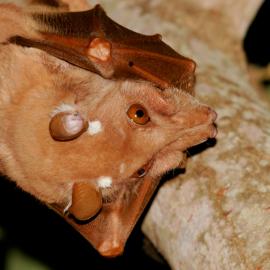 Marburg haemorrhagic fever