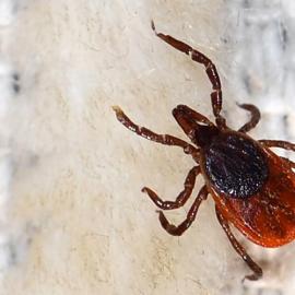 Tick of genus Hyalomma