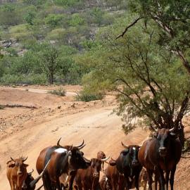 Rift Valley Fever