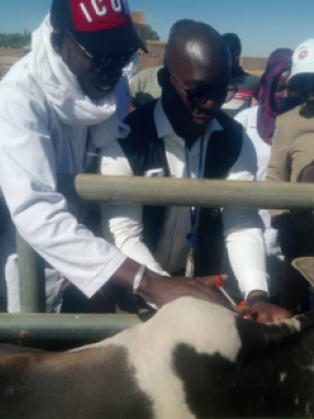 Vaccination bovine avec l’appui technique et financier de l’OMS