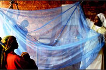 Zambian success in fight against malaria