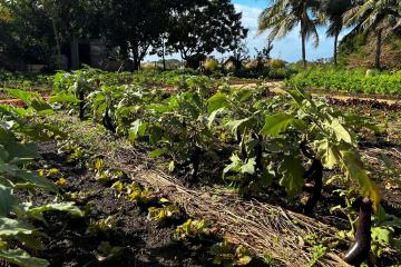 Mauritius puts food safety high on the menu thumbnail