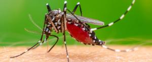 The Chikungunya mosquito. Symptoms of illness include  abrupt onset of fever, accompanied by joint pain, head ache, nausea, fatigue and rash 