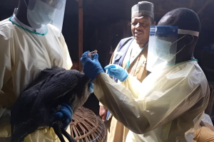 Sample collection from a bird suspected for H5N1 by Kano state and WHO staff under the one health team