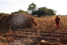 Switching from tobacco yields benefits for farmers in Malawi 