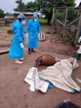 Health authorities approach an animal suspected to have succumbed to Anthrax. 