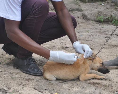 Rabies kill three in Zvimba - New Ziana